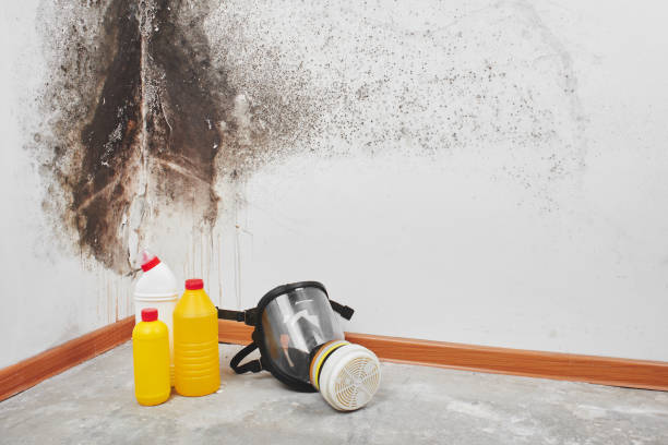 Best Home Mold Removal  in Livonia, LA