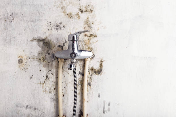 Best Certified Mold Removal  in Livonia, LA