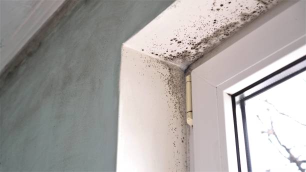 Certified Mold Removal in Livonia, LA