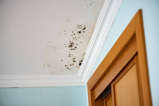 Best Fast Mold Removal  in Livonia, LA