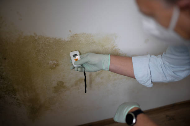 Best Local Mold Removal Service  in Livonia, LA
