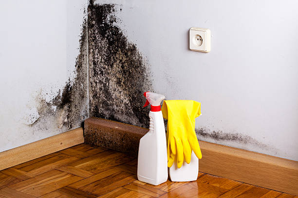 Best Black Mold Removal  in Livonia, LA