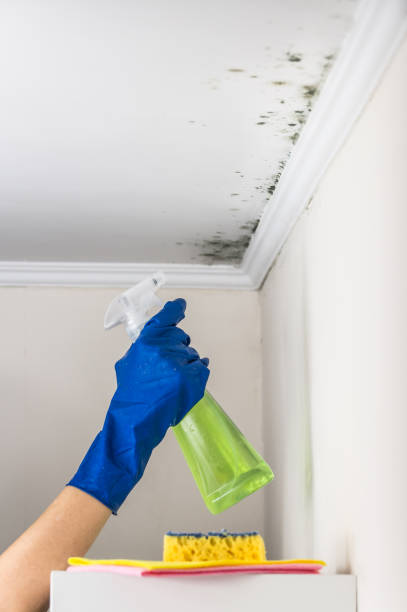 Best Same-Day Mold Removal  in Livonia, LA